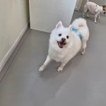 리틀댕댕 인천점