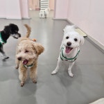 리틀댕댕 인천점