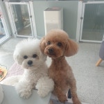 이쁘게 잘라줄개 애견미용실+애견호텔