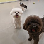 리틀댕댕 인천점