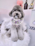 지오애견미용샵