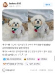 리즈퍼피