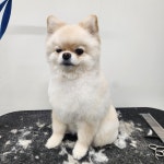도리앤펫