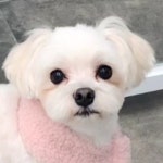 우리몽
