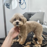 도리앤펫