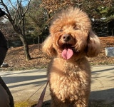 옐레드 부천상동점