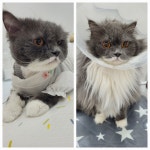 장화신은 고양이 호텔&미용실