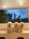 멈무아지트 애견유치원 & 호텔 & 미용
