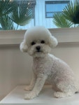멈무아지트 애견유치원 & 호텔 & 미용
