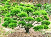 대전명품소나무농원