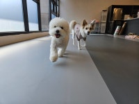 주주개린이집 소형견반