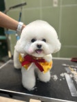 부산애견샵 애견미용 소유펫