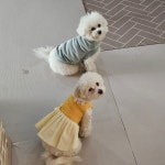 놀다가개 유치원