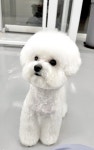 또또시 그루밍