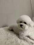 멈무아지트 애견유치원 & 호텔 & 미용