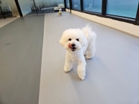주주개린이집 소형견반