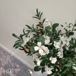 디크라이오뷰티