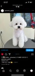 팰롱이네