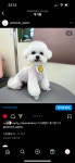 팰롱이네