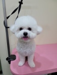 깔끔하개