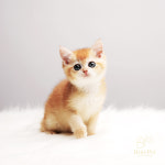 수원고양이전문분양 가토캣슬 광교용인점