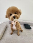 힐링댕