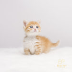 수원고양이전문분양 가토캣슬 광교용인점