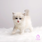 수원고양이전문분양 가토캣슬 광교용인점