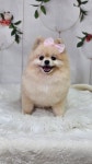 뽀벨그루밍