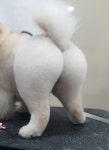 부티크멍 애견미용실