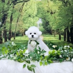 코코 반려견미용실&놀이방