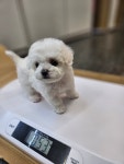 야옹아멍멍해봐 세종점