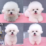 무아펫살롱
