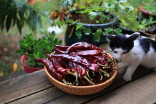 단양농부클라스