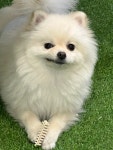 나랑놀개 애견유치원