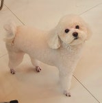 쌍문 행복한애견미용실