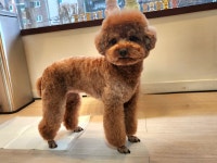 뉴독