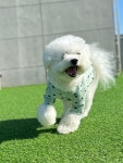 모글리몽