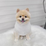 러블리 멍멍이