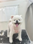 몽실