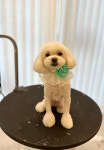 견공간샵