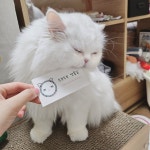 두부두부 캣묭실