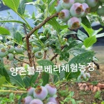 양촌블루베리 힐링팜