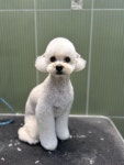 부산애견샵 애견미용 소유펫