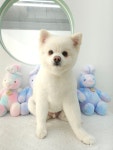 섬댕 강아지미용실
