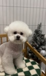 멍냥살롱 천안불당점