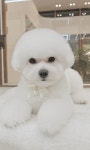 바로펫살롱