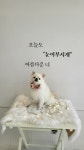 눈이부시개