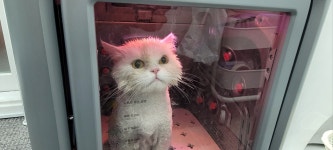 장화신은 고양이 호텔&미용실