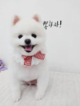 행복펫 애견미용실